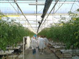 Hydroponics training course in a greenhouse