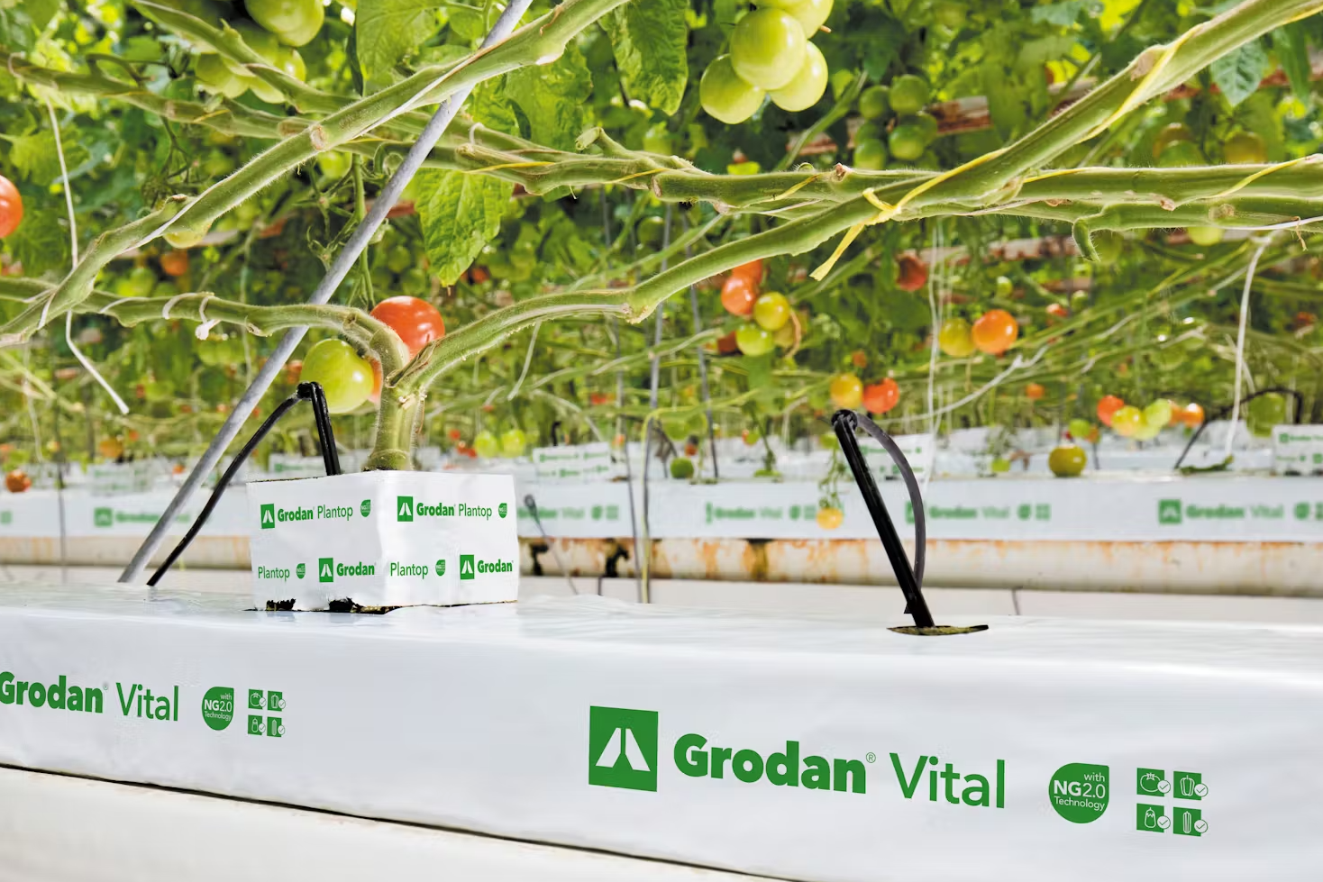Rockwool_Grodan_Vital