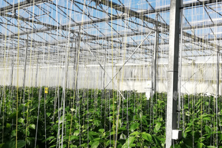 biotwine agriculture