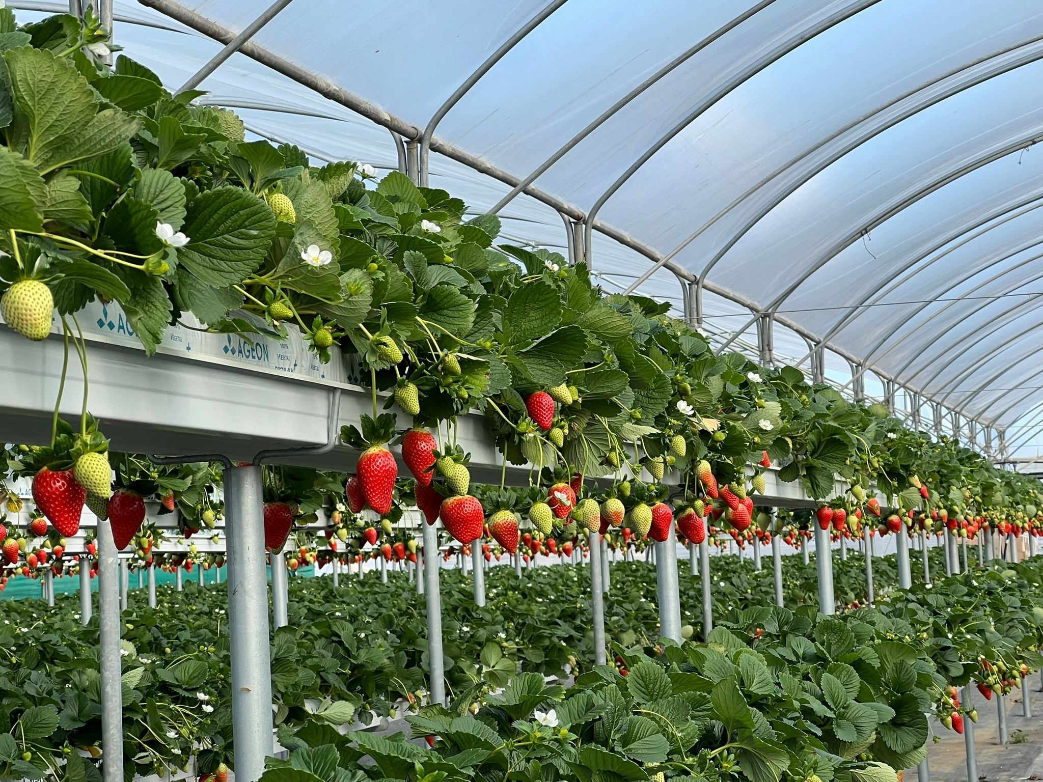 Lastra_cocco_fragole_Ageon