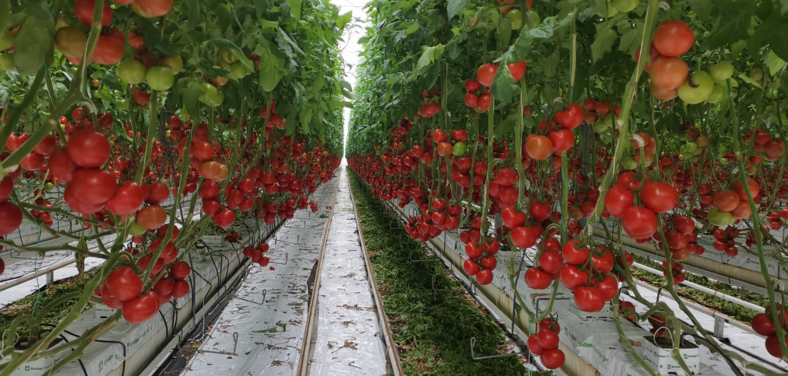 Serra_idroponica_pomodori