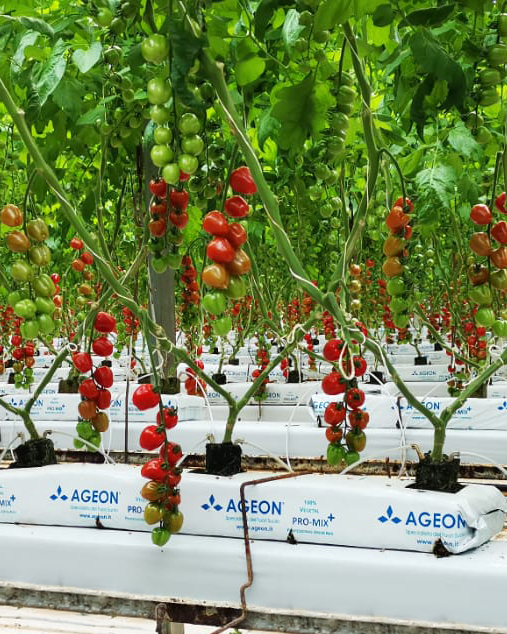 Tomatoes_Ageon