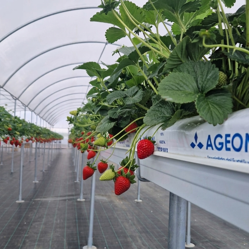 Ageon_strawberry