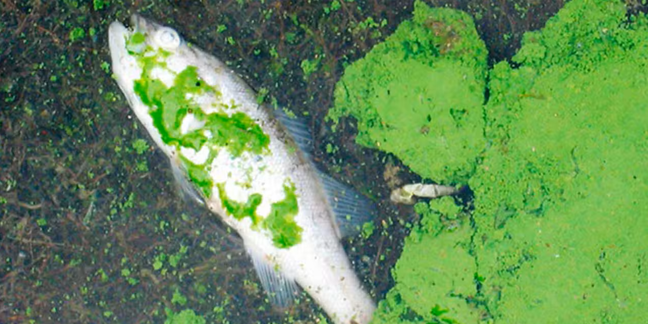 harmful-algae-kill-fish