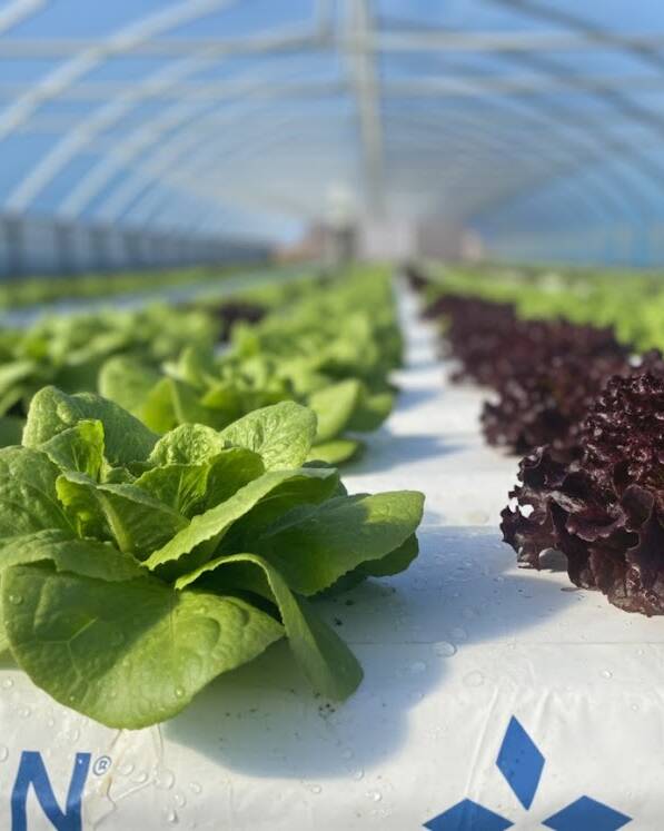 lettuce_Ageon
